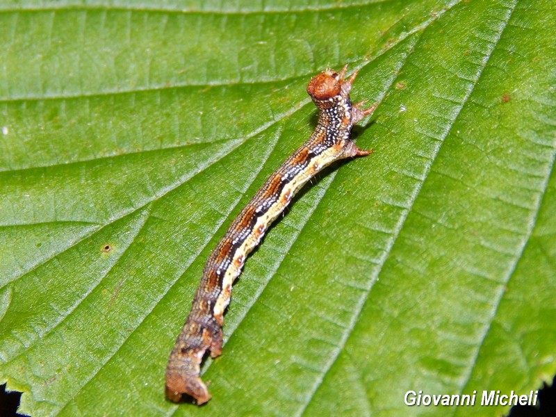 Bruco da determinare - Erannis defoliaria